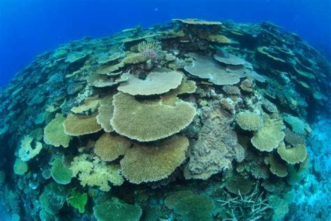 Corals Create Structures To Promote Reef Recovery • Mares Scuba