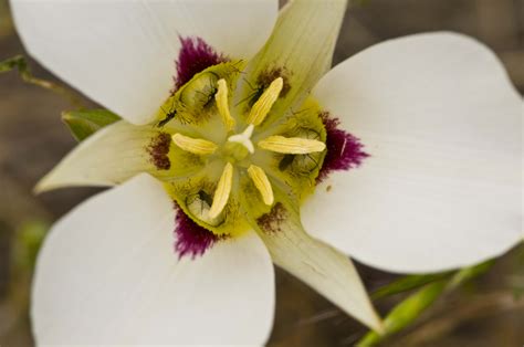 Sego Lily Flower Pictures Best Flower Site