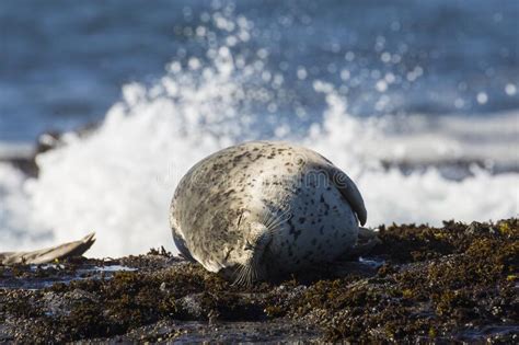 Harbor Seals Along Pacific Coast Highway Stock Photo Image Of Natural