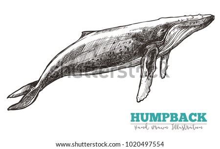 Illustration isolated on white background. Hand Drawn Vector Humpback Whale Sketch Stock Vector ...