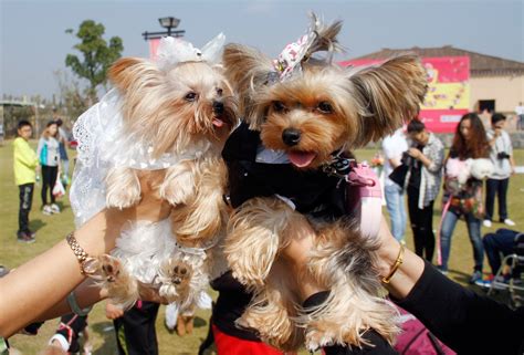 These 15 Dog Couples Totally Just Got Married