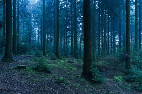 Forest Mood Twilight Pictures Dark Forest Aesthetic Twilight