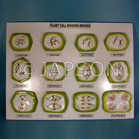 Plant Cell Division Meiosis Plant Cell Meiosis Cell Division Lupon