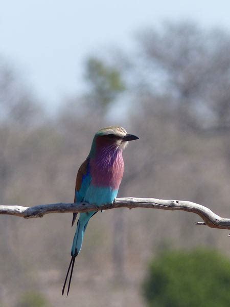 Birds Images Taken On Safari In South Africa