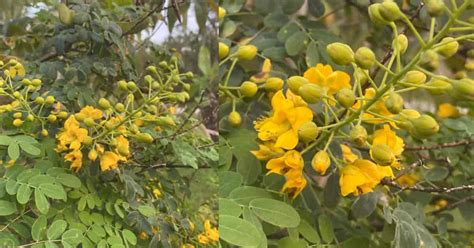 The birds of paradise are songbirds of the family paradisaeidae. Mexican Bird Of Paradise Care: How To Grow Caesalpinia ...