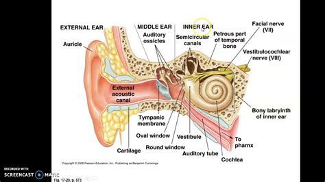 Eye Anatomy Part 2 Ear Anatomy Part 1 Youtube