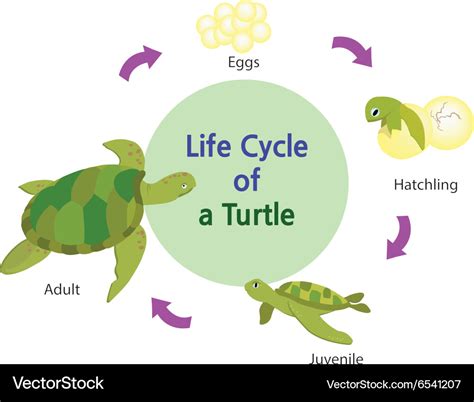 Lifecycle Of A Turtle Royalty Free Vector Image