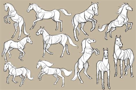 Study Horse 4 Poses Horse Sketch Horse Drawings Horse Drawing