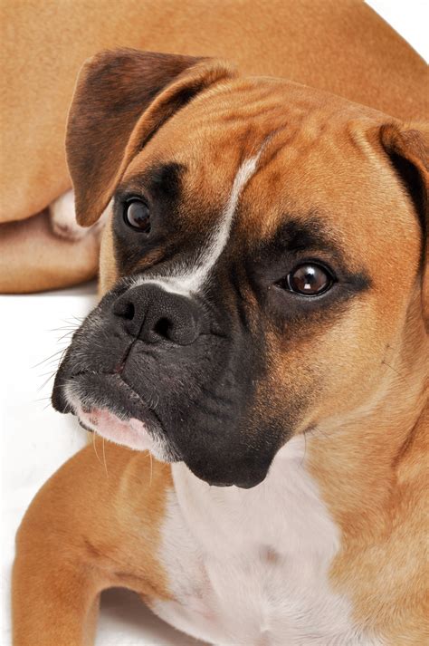 Free Photo Boxer Dog Animal Lying Sweet Free Download Jooinn