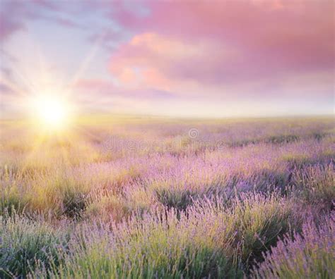Sunset Over A Lavender Field Stock Photo Image Of Lavender T