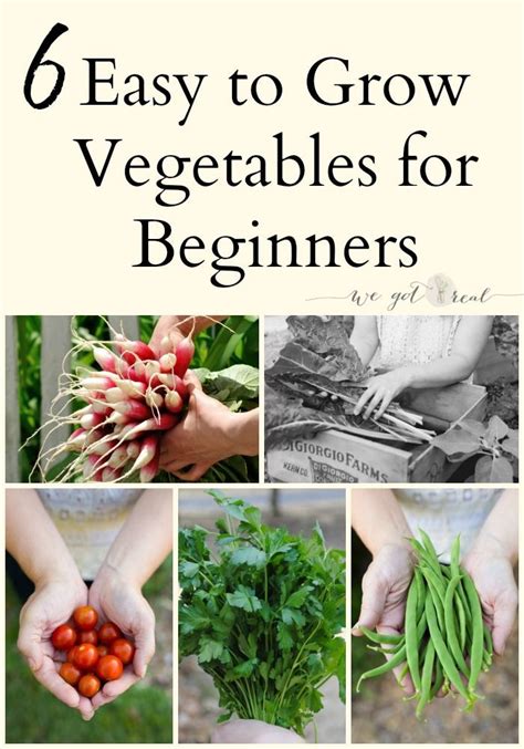 6 Easy To Grow Vegetables For Beginners Vegetable Garden