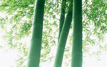 Bamboo Wallpapers Forest Pattern Definition Hq Desktop
