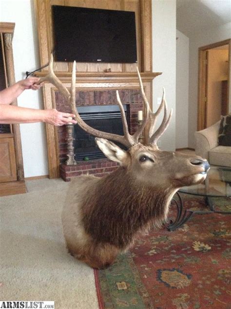 Armslist For Saletrade Bull Elk Mount 5x5
