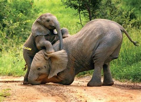 Baby Elephant Playing Luvbat