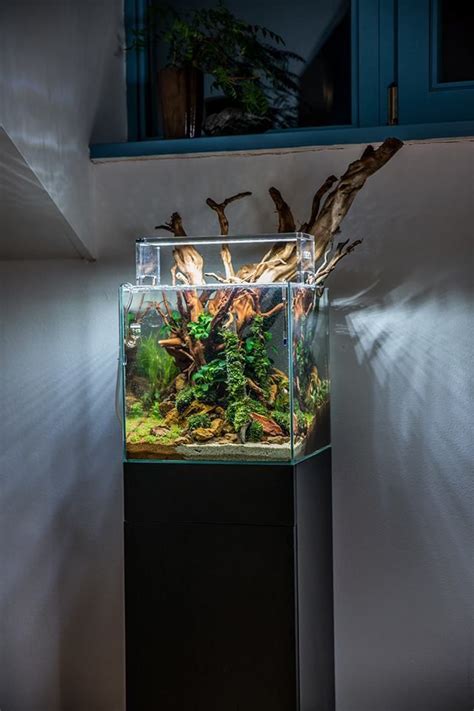 Maybe you would like to learn more about one of these? An aquascape by Voladuson: "Big wood in small tank" Pass ...