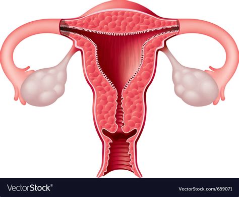 Female Reproductive System Royalty Free Vector Image