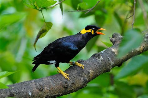 Gunakan fitur sortir canggih, tanpa atribut. PESONA BURUNG BEO: GAMBAR GAMBAR BURUNG BEO