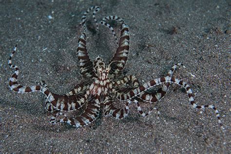 Mimic octopus, scientifically known as thaumoctopus mimicus, change their color and they can also mimic other sea creatures such as a lionfish, jellyfish, stingrays, and sea snakes. The Amazing Mimic Octopus | Siladen Resort & Spa in ...