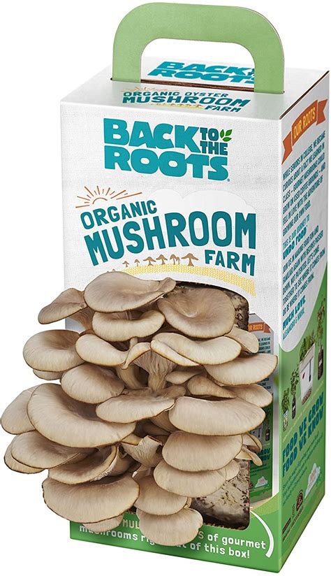 Best Mushroom Growing Kits For Beginners And Experts