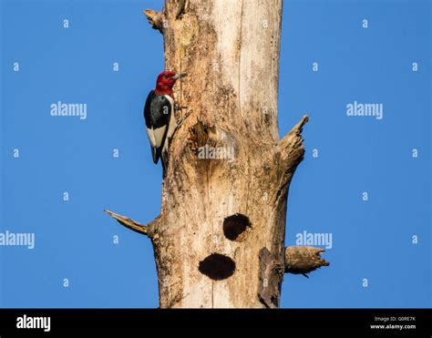 A Beautiful Red Headed Woodpecker Melanerpes Erythrocephalus On A