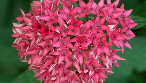 At avas flowers, we are known for our fresh flowers and creative floral arrangements and bouquets; Top 10 Butterfly Plants of Georgia | Garden Guides