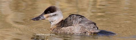 Ruddy Duck Bird Gallery Houston Audubon
