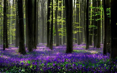 Wallpaper Beautiful Forest Blue Flowers 1920x1200 Hd Picture Image