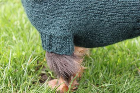 Knitting Pattern Mini Dachshund Dog Sweater Cloud 9 Pet Etsy Australia