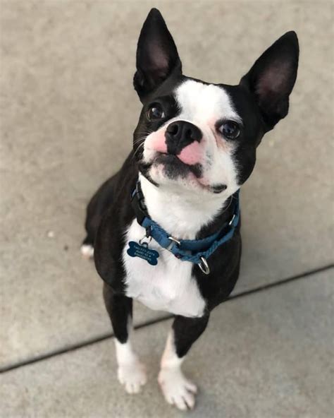 Boston Terrier Mixes 40 Boston Terrier Mix Breeds That Are Picture