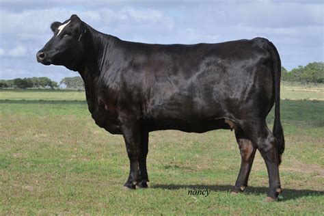 Black Brahman Cow Cow Animals Wild Cattle