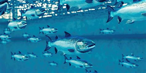 New Report Land Based Salmon Farming Aquacultures New Disrupter