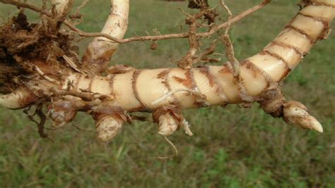 The rhizomes can be planted with a specialist rhizome planter or a modified potato planter after the site has been prepared. Crop Care | Miscanthus Giganteus