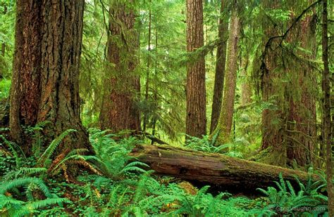 Old Growth Forest Trees Pinterest