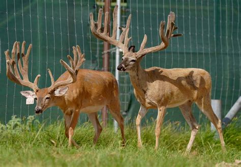 M3 Whitetails Any New Growth In The Buck Pens Deer Breeder In