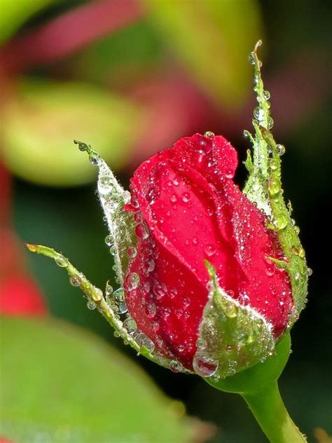 Adorable New Born Red Rose In Dew Drops Flowers And Gardens Красная