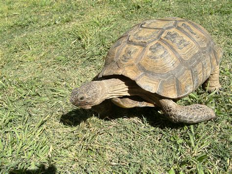 It is believed that pet tortoises aren't truly domesticated; Arizona desert tortoise awaking from their burrows this ...