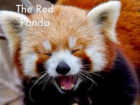 Red Panda By Danae Anderson