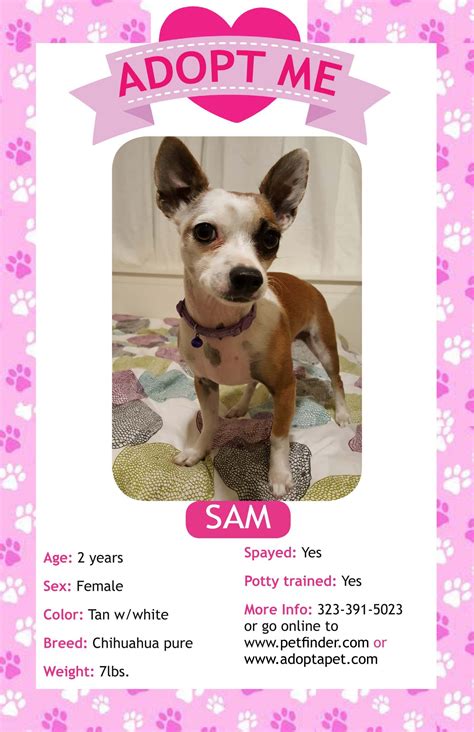 Download Good Names For Pets In Adopt Me - Wayang Pets