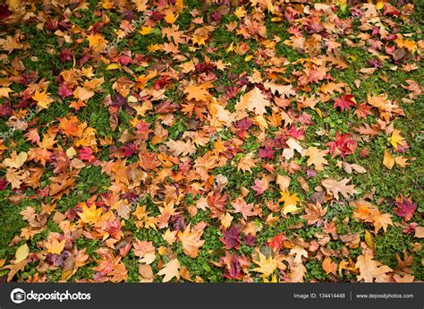 Цветные осенние листья — Стоковое фото © leungchopan #134414448