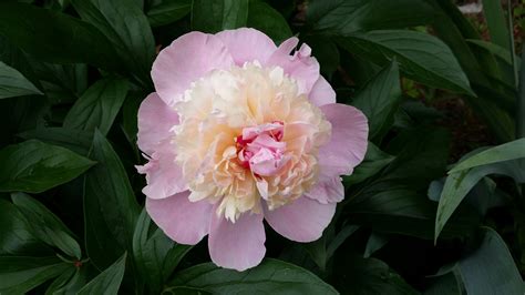 Big Peony Flower Public Domain Free Photos For Download 4128x2322 176mb