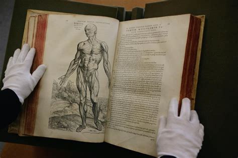 4 Things You May Not Know About Human Anatomy Pursuit By The University Of Melbourne