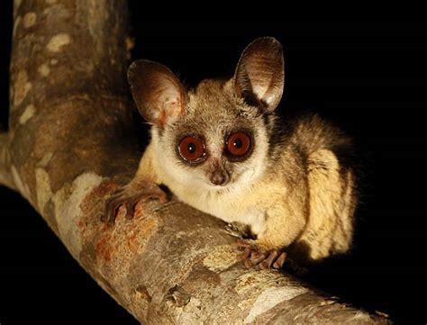 It is based on the novel the bushbabies (1965) by canadian author william stevenson. Bush baby ~ Animals Images