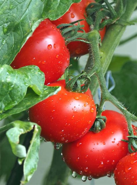 Gardeners Delight Tomato Growing Tips Fasci Garden