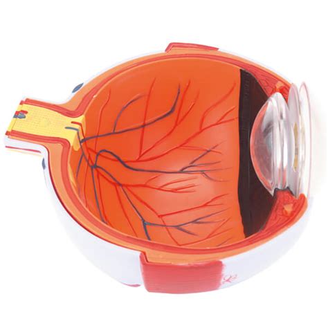 Human Eye Anatomical Model Accurate Eye Model 6x Enlarged Ronten