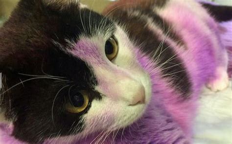 A Purple Cat This Rescue Cat Is Like Nothing Youve Ever Seen