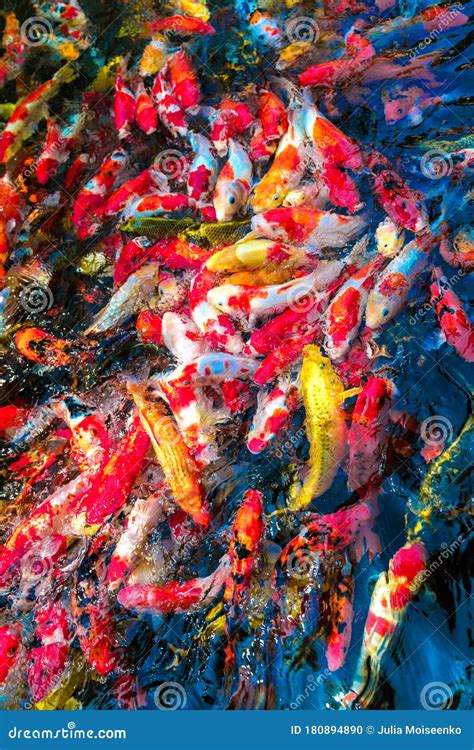 Multi Colored Koi Fish Swim In A Blue Pond Stock Photo Image Of