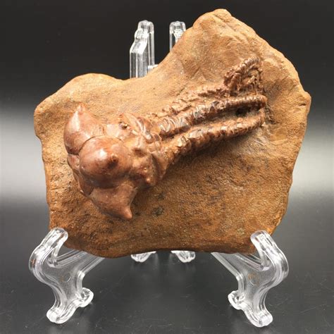 Encrine fossile Jimbacrinus bostocki du permien reproduction résine