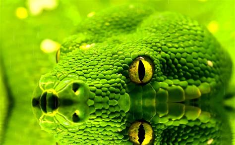 Download Snakes Animated Wallpaper