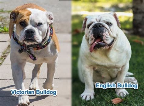 Victorian Bulldog Vs English Bulldog What Are The Differences
