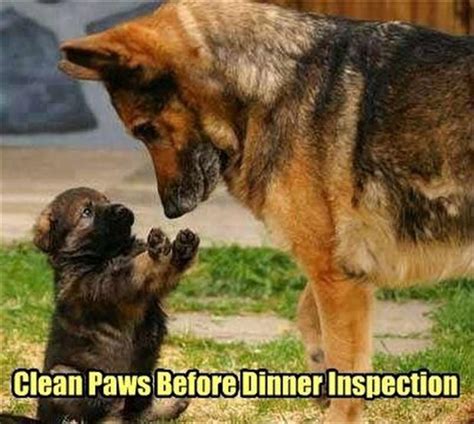 27 Funny Animal Memes That Are Sure To Brighten Your Day